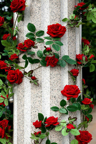 Roses in Bloom: Nature'..