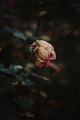 The Elegance of Time: A Withered Rose 🌹