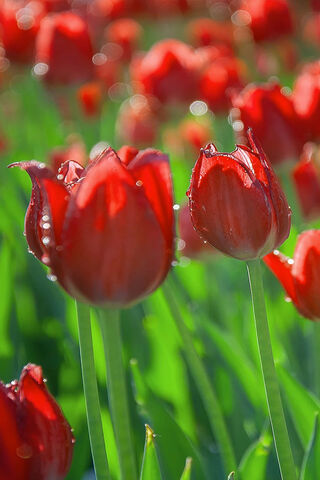 Red Tulips