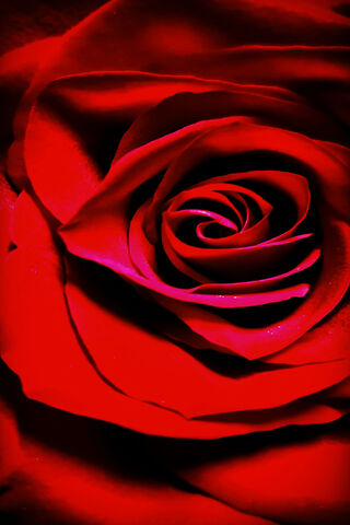 Red Red Rose