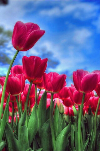 Red Tulips