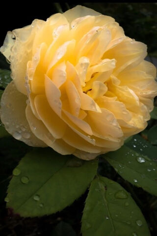 Golden Elegance: The Rose of Serenity 🌹✨