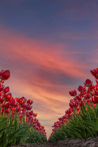 Crimson Blooms Under a Painted Sky 🌷🌅