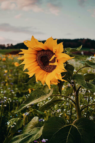 Golden Radiance: The Sunflower's Embrace 🌻✨