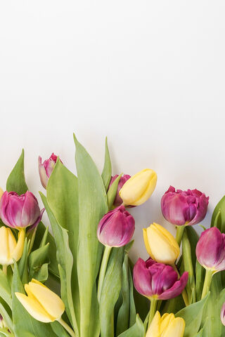 Spring's Colorful Embrace 🌷✨