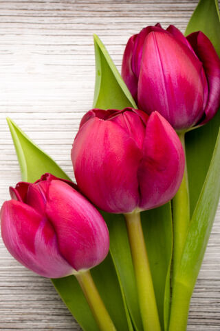 Tulips