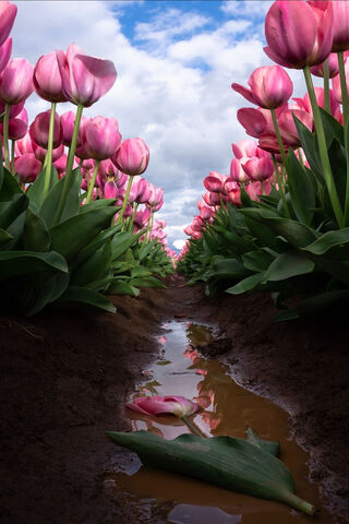 Tulips