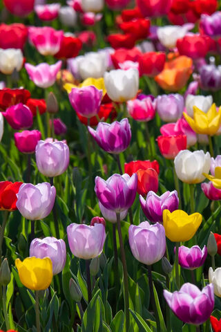 A Colorful Symphony of Tulips 🌷🎶