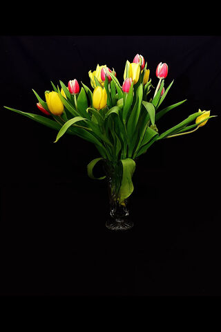 Vibrant Tulip Symphony 🌷🎶