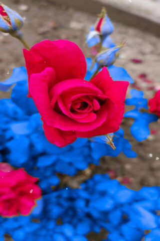 Vibrant Blossoms: The Enchanted Trandafiri 🌹✨