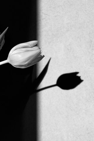 Whispers of Spring: The Elegant Tulip 🌷✨