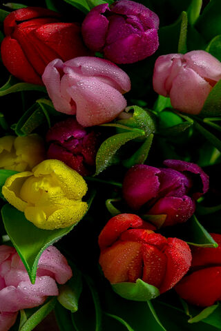 Vibrant Tulip Symphony 🌷🎶