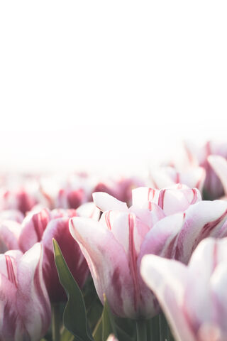 White Tulips