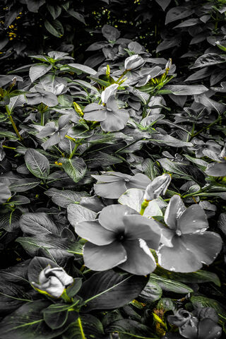 Whispers of Nature: A Monochrome Garden 🌿✨