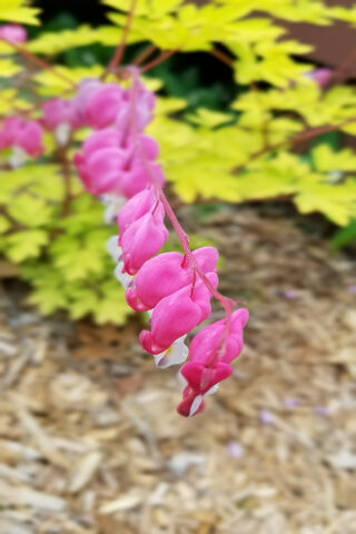 Bleeding Hearts