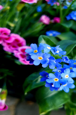 Vibrant Blossoms of Spring 🌸🌼