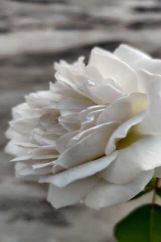 Whispers of Elegance: The Lovely White Rose 🌹✨