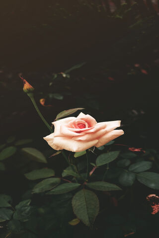 Whispers of a Golden Dawn 🌹✨