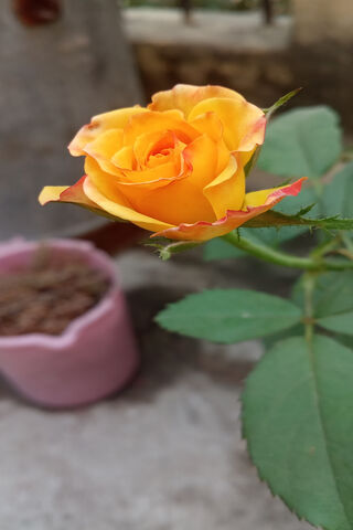 Sunset Blossom: The Orange Rose 🌹🌅