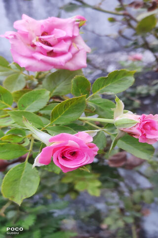 Blushing Blooms: The Beauty of Pink Roses 🌹✨