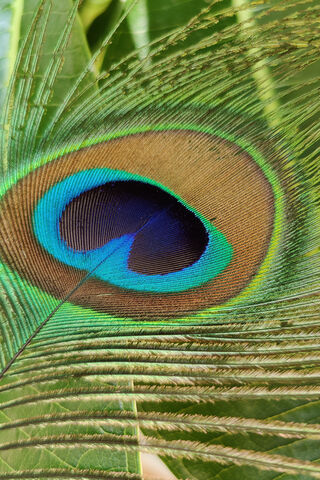 Peacock Feather