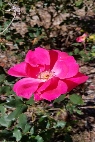 Blossoming Beauty: The Pink Wild Bush Rose 🌸