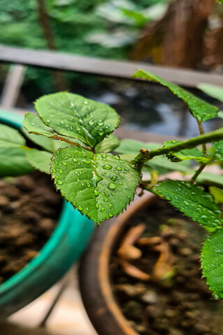 Raindrops on Rose Leaves: Nature's Jewels 🌧️🌹