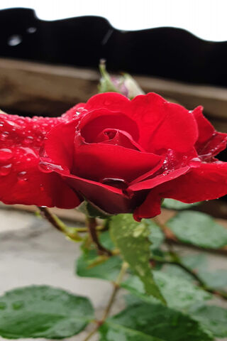 Drenched in Beauty: The Rain Rose 🌹💧