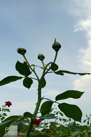 Budding Beauty: The Promise of Roses 🌹