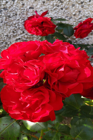 Crimson Blooms: A Celebration of Roses 🌹✨