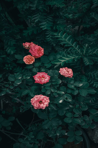 Whispers of the Rose 🌹✨