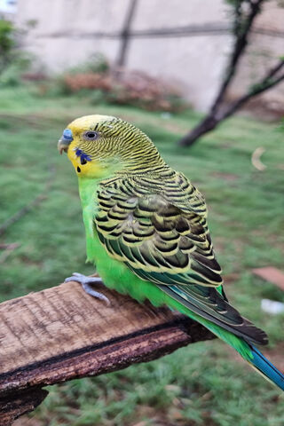 Syed Wasi Ul Hassan: The Vibrant Budgie
