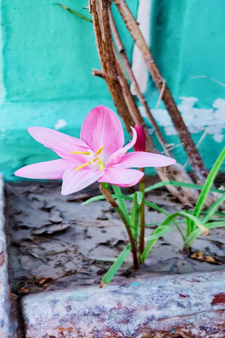 Blossoming Beauty: The ..