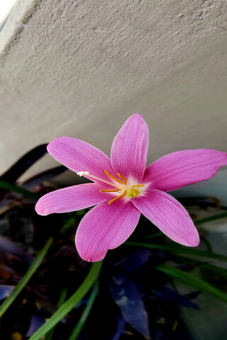 Tulip Flower