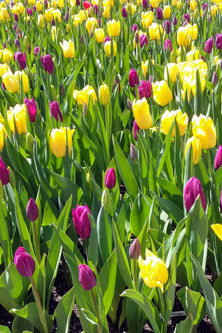 Blooming Urban Beauty 🌷🏙️