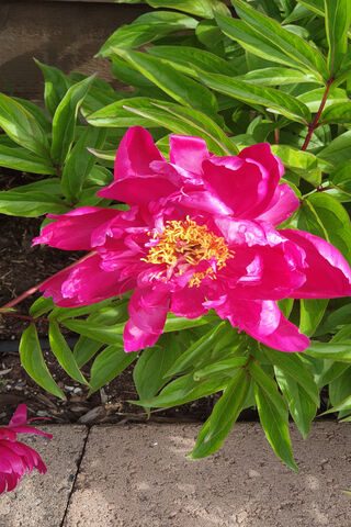 Blooming Love: A Valentine's Day Delight 🌸❤️