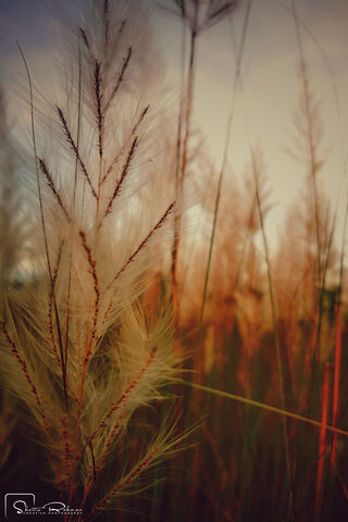 Whispers of the Strand 🌾✨