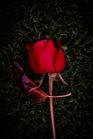 Whispers of Autumn: The Enchanted Rose 🍂🌹