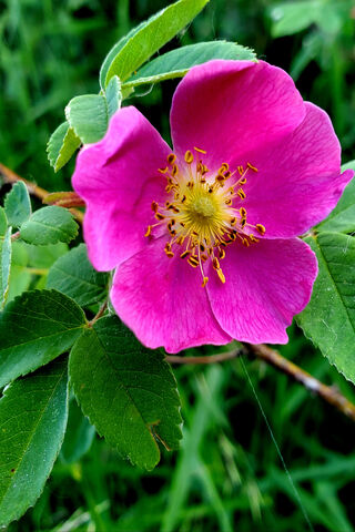 Alberta Rose