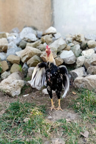 The Bold Rooster's Stand