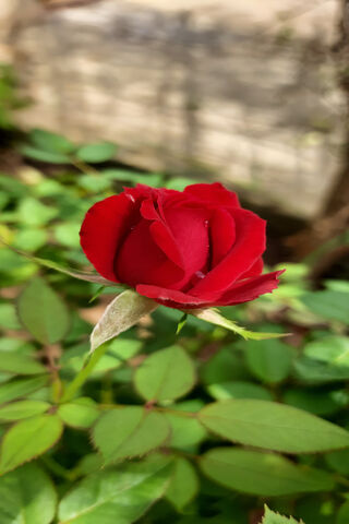 The Budding Beauty: A Glimpse of Nature's Elegance 🌹