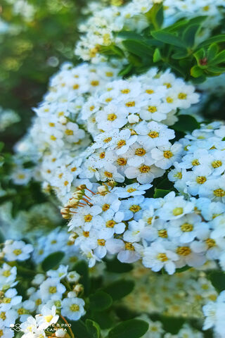 Fleur: A Blossoming Delight 🌼✨