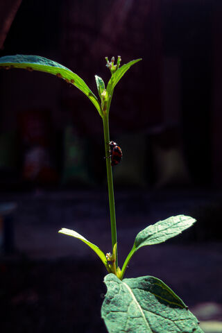 Ladybug's Garden Adventure 🌿🐞