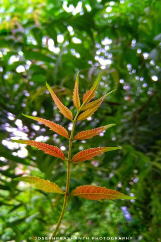 New Born Neem Leafs