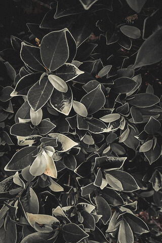 Whispers of the Green