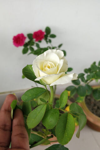 Elegance in Bloom: The Natural White Rose 🌹✨