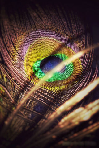 The Enchanting Eye of the Peacock 🦚✨