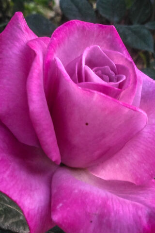 Blushing Beauty: The Pinkish Rose 🌹✨