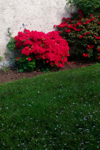 Blooming Beauty: The Vibrant Rose Bush 🌹✨