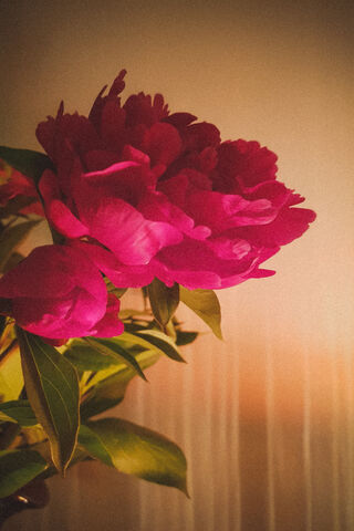 Blossoming Elegance: The Rose Peony 🌸✨